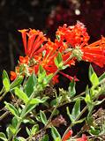firecracker bush